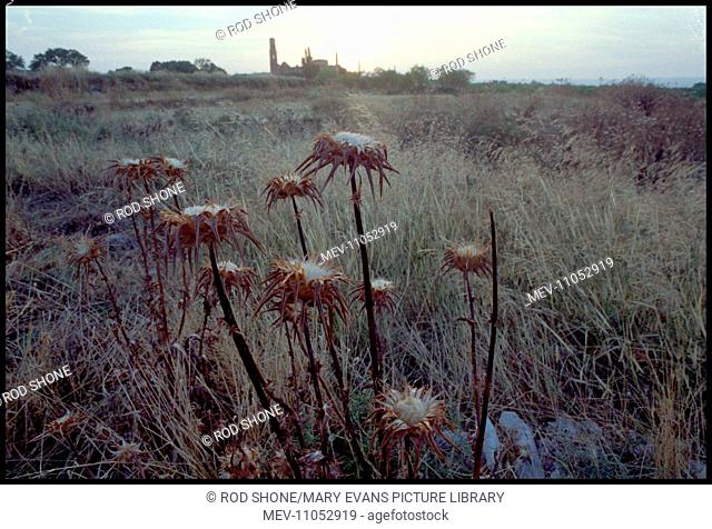 View of ruined church through thistles, Belchite, Spain. During the Spanish Civil War in 1937, loyalist Spanish Republican and rebel General Franco's forces...