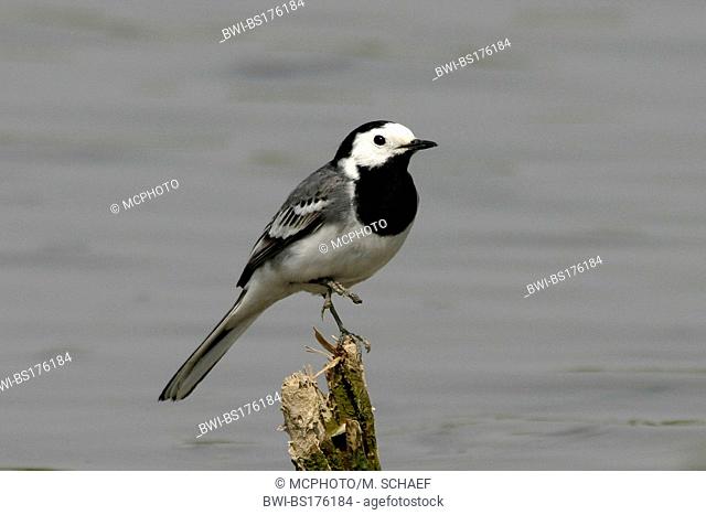 pied wagtail (Motacilla alba), sitting on one leg on a wood in front of water, Germany