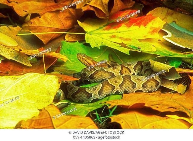 Northern Copperhead Agkistrodon contortrix mokasen camouflaged in fall leaves