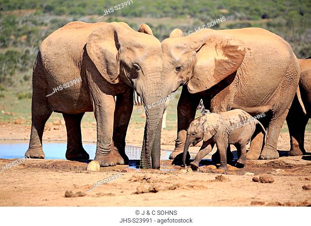 African Elephant, (Loxodonta africana), adult and youngs, Addo Elephant Nationalpark, Eastern Cape, South Africa, Africa