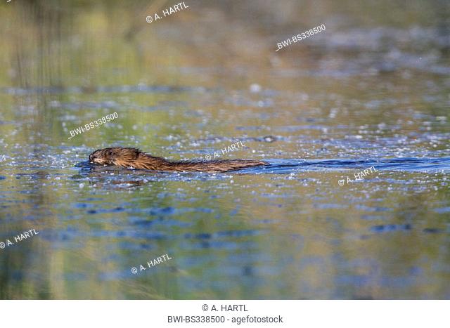 muskrat (Ondatra zibethica), swimming, Germany, Bavaria, Isental