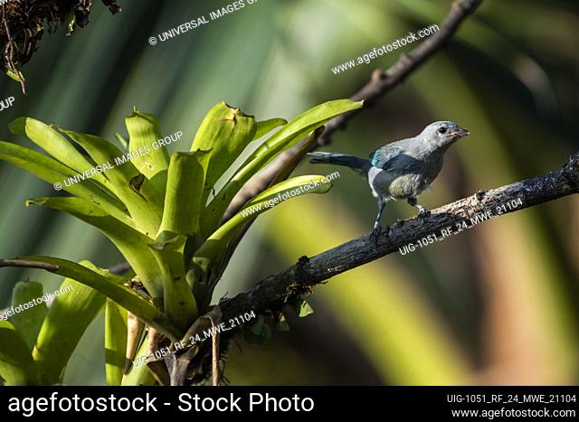 Blue Gray Tanager (Thraupis Episcopus), Boca Tapada, Alajuela Province, Costa Rica