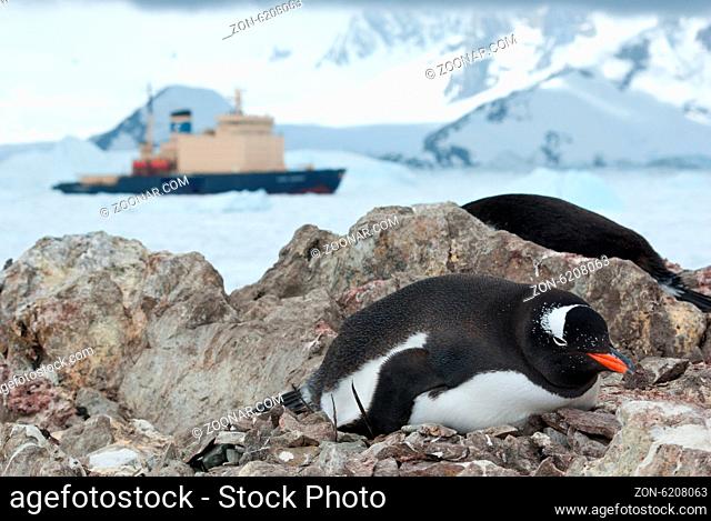 Gentoo penguin sitting in the nest and icebreaker in the background