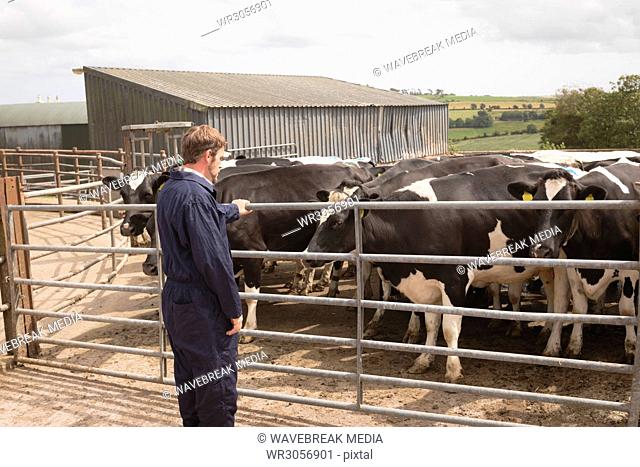 Milker looking at herd of cattle in farm