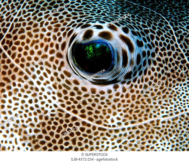 Close up of a Guineafowl Pufferfish Eye