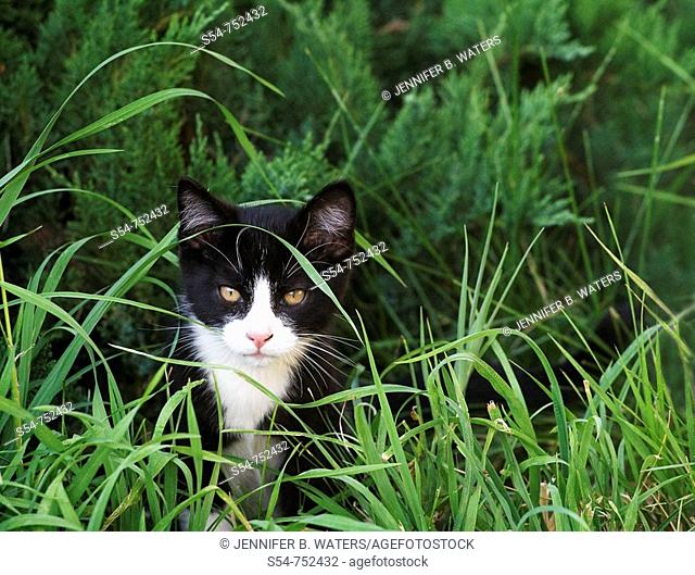 A black and white kitten outdoors in the grass