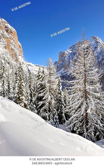 Snowy landscape and firs, Vallunga, Val Gardena, Dolomites, Trentino-Alto Adige, Italy