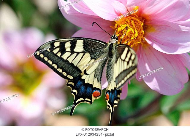 Swallowtail butterfly feeding on yellow pollen of pink dahlia in summer sunshine