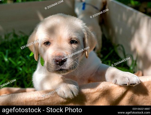 Labrador puppy portrait, beautiful little dog