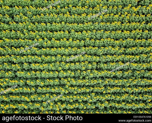 Bird's eye view from drone to agricultured field of blooming sunflowers at summer sunset. Top view. Texture of plant background