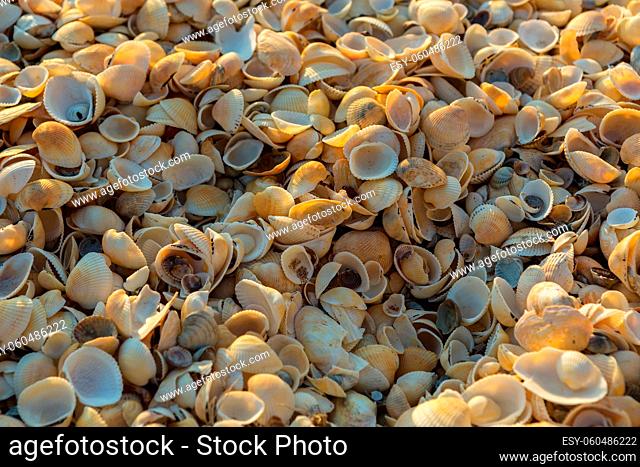 Shell beaches on the Sea of Azov. Karalar regional landscape park in the Crimea
