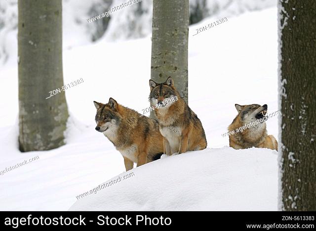 Europäische Wölfe, Canis lupus