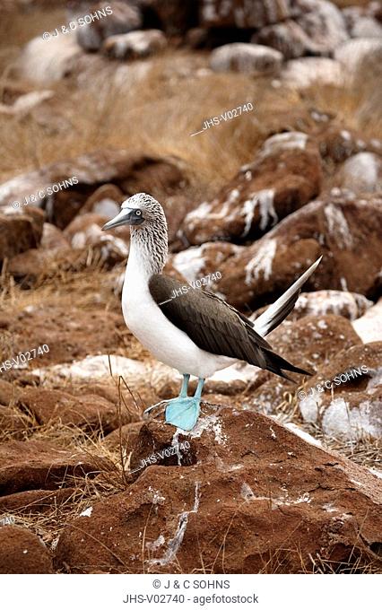 Blue Footed Booby, Sula nebouxii, Galapagos Islands, Ecuador, adult on rock