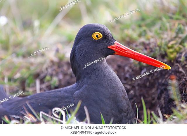 Adult Magellanic oystercatcher Haematopus leucopodus on nest on Carcass Island in the Falkland Islands, South Atlantic Ocean MORE INFO This bird is a species of...