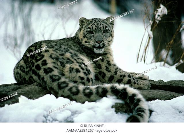 Snow Leopard in Snow