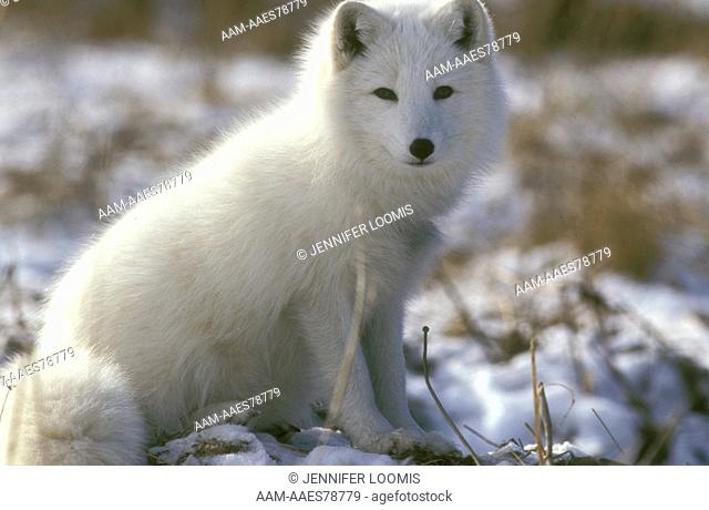 Arctic Fox (Alopex lagopus) Eliot, Maine - February