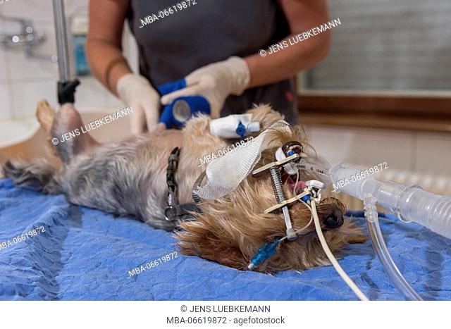 Dog at the veterinarian, intubated, operation, association