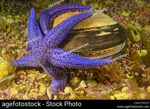 Dog cockle. Comb-shell (Glycymeris glycymeris) attacked by Common starfish (Asterias rubens). Eastern Atlantic. Galicia. Spain. Europe