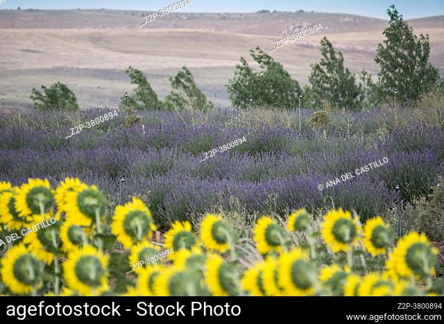 Field of sunflowers and lavender El Pobo Teruel Aragon Spain