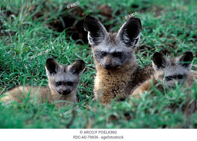 Bat-eared Foxes female with youngs Masai Mara game reserve Kenya Otocyon megalotis