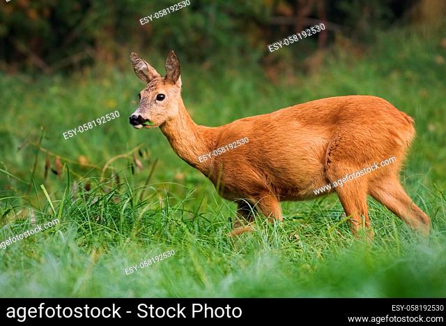 Solitary female of roe deer, capreolus capreolus, holding the food in its mouth. Thoughtful surrounded by the spring vegetation