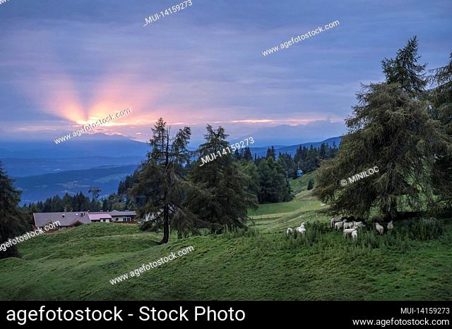 sunset at alpe di siusi or seiser alm. dolomites alps, trentino alto adige south tyrol, italy, europe