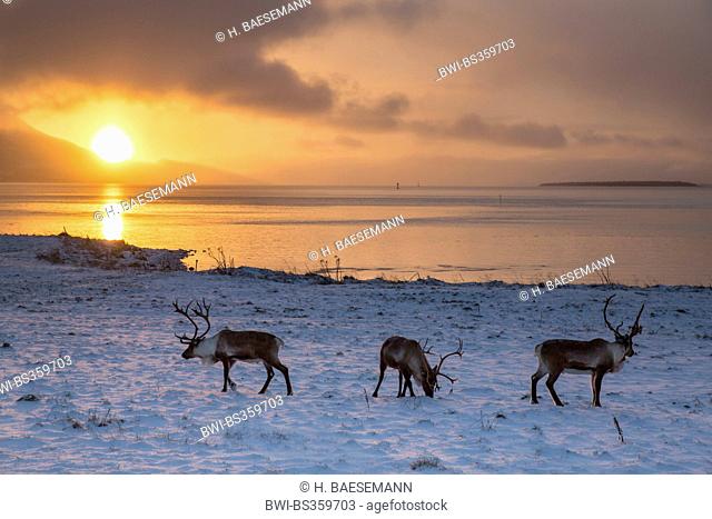European reindeer, European caribou (Rangifer tarandus tarandus), reindeers in the morning light, Norway, Troms, Sandnessund