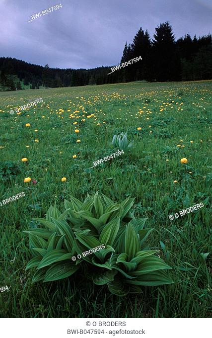 false helleborine, white hellebore Veratrum album, Flowering alpine meadow in springtime, Germany, Bavaria, Wetterstein