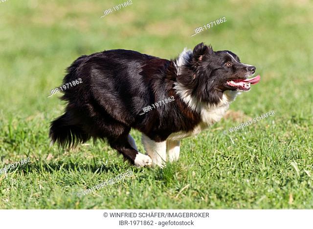 Australian Shepherd, black-bi, running, Photo, Picture And Managed Image. Pic. IBR-1971862 agefotostock