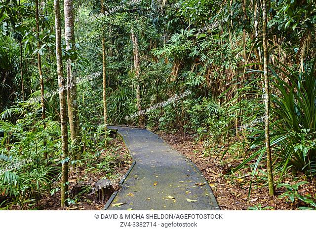 Landscape a little walking path going through a rainforest in spring, Jumrum Creek Conservation Park, Kuranda, Queensland, Australia