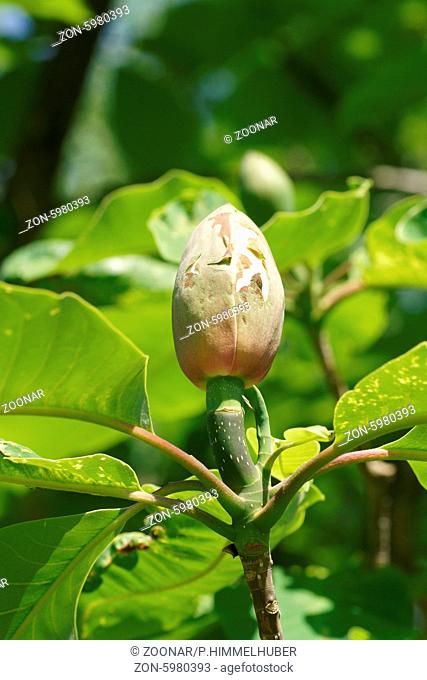Magnolia obovata, Japanische GroßŸblatt-Magnolie, Japanese bigleaf magnolia