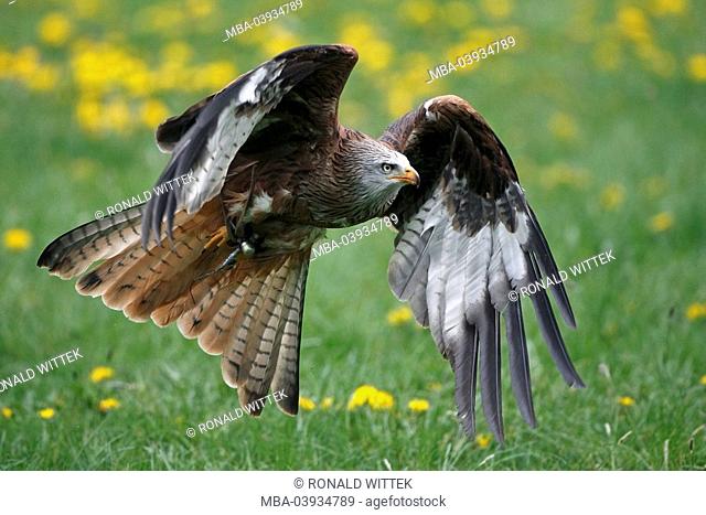 Red-kite, Milvus milvus, flight
