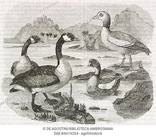 Canada geese and Egyptian geese, engraving from L'album, giornale letterario e di belle arti, April 8, 1848, Year 15
