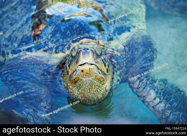 Green sea turtle, Chelonia mydas, Laniakea Beach, Oahu, Hawaii, USA
