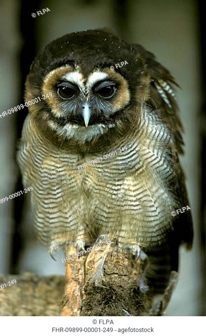 Brown Wood Owl Strix leptogrammica Close-up