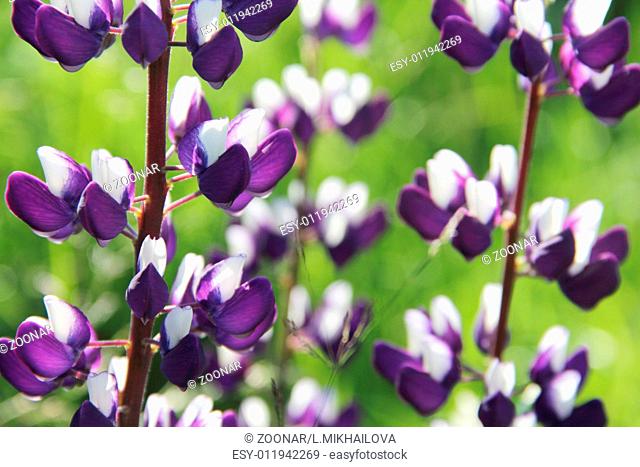 Violet lupine flowers