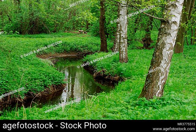 Stream in a forest in Upper Palatinate, Bavaria, Germany