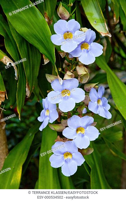 Blue Thungergia flowers near Rincon, Puerto Rico