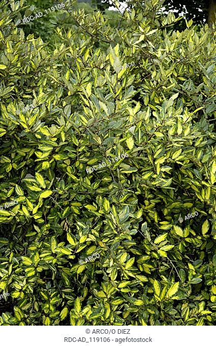 Silverthorn  'Maculata' Elaeagnus pungens Thorny Olive