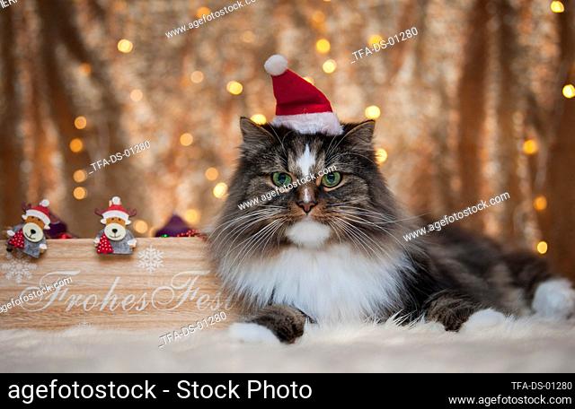 Norwegian Forest Cat with christmas decoration