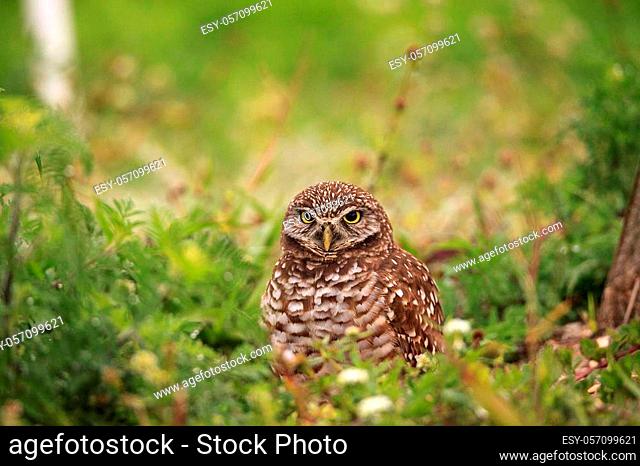 Adult Burrowing owl Athene cunicularia perched outside its burrow on Marco Island, Florida