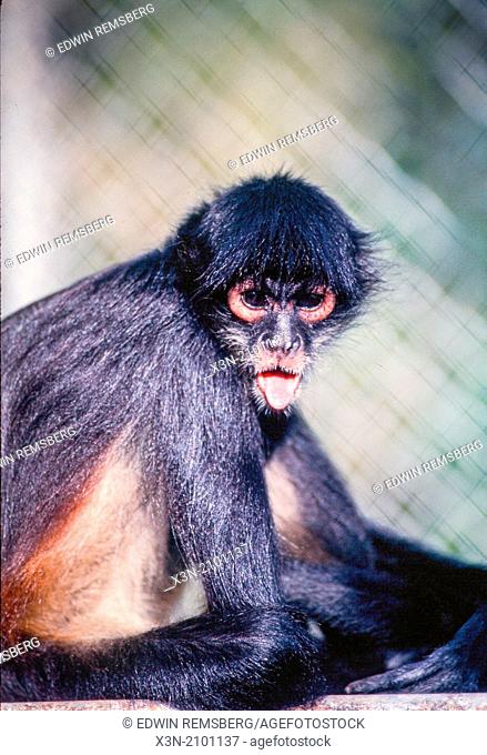 Spider monkey in Belize