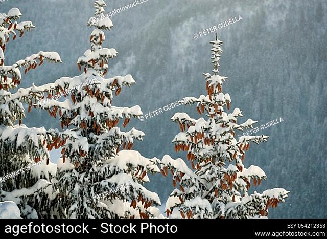 Snowy pine trees on a winter landscape, falling snow