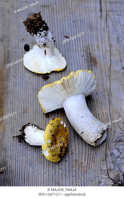 Grey-stemmed ochre brittlegill mushrooms on a wooden surface