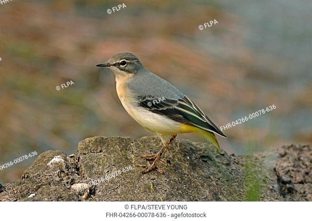 Grey Wagtail Montacilla cinerea juvenile, without tail, standing on rock, England