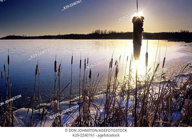 Cattails at sunsrise on Kelly Lake in late winter, Greater Sudbury, Ontario, Canada