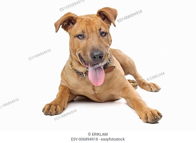 mixed breed dog( Stafford Terrier) in front of a white background