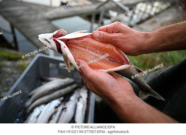 15 October 2019, Baden-Wuerttemberg, Ìberlingen: Fischer Andreas Geiger holds a gutted Arctic char in his hands. The professional fishermen at Lake Constance...