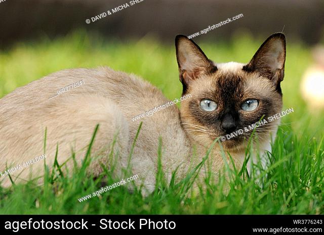 Siamese cat lying in meadow