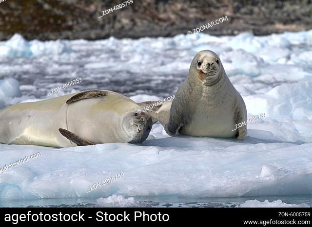 two crabeater seal on an ice floe near the Antarctic Peninsula